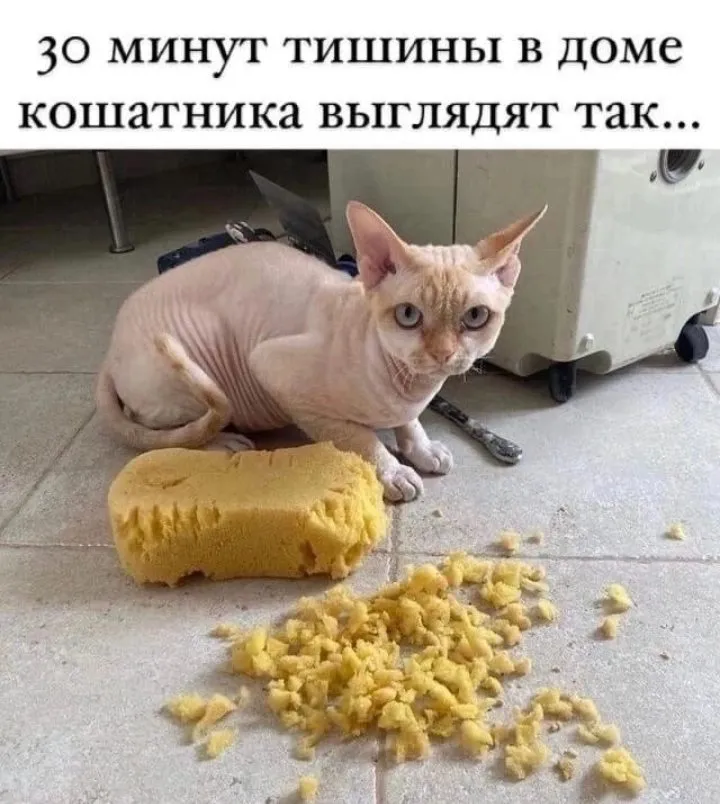 Кошичкина полиция