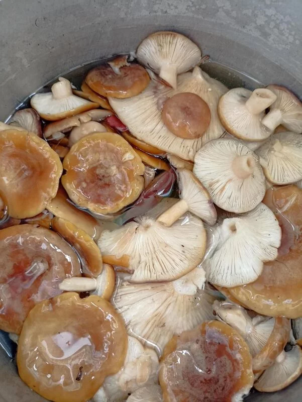 По грибы с лукошком