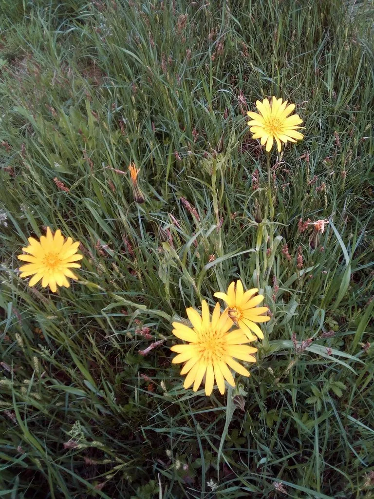 Чайная беседка