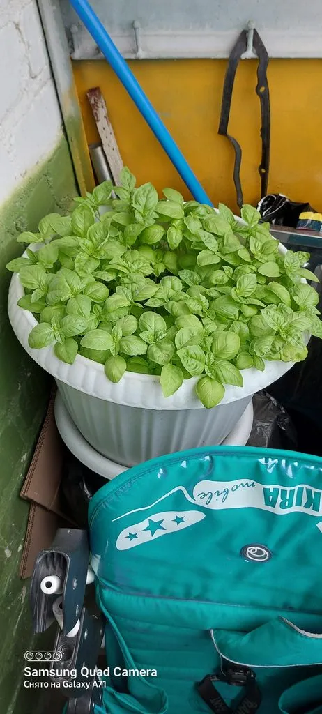 Чайная беседка