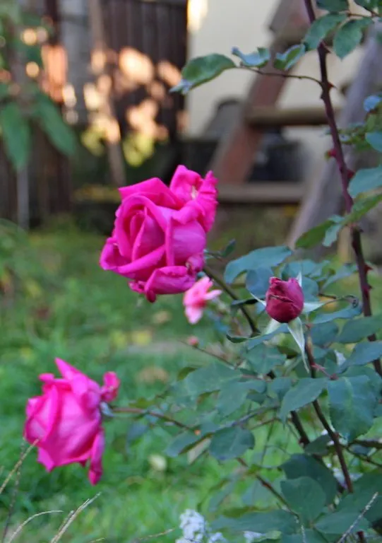 Чайная беседка