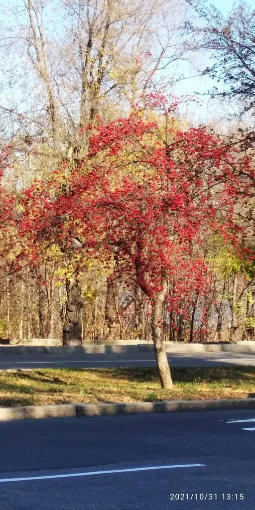 Tapтaлeтки & Ко