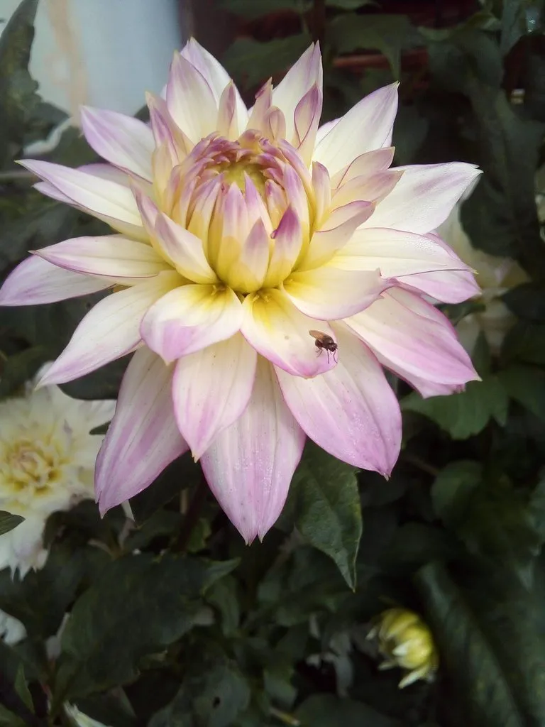 Чайная беседка