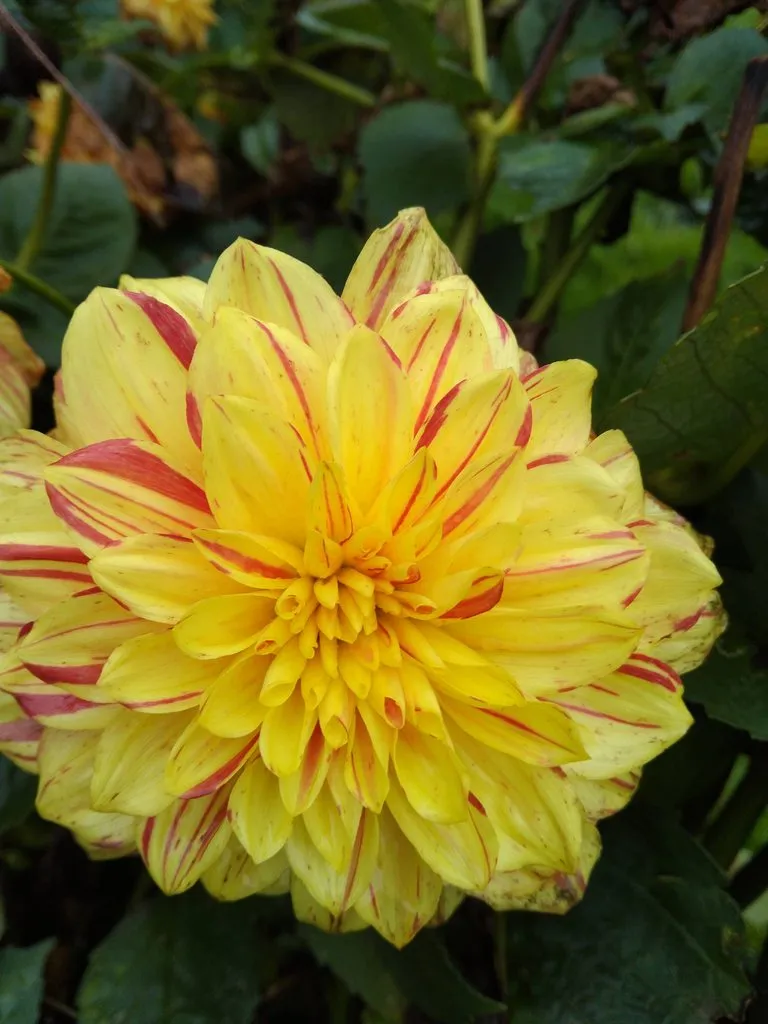 Чайная беседка