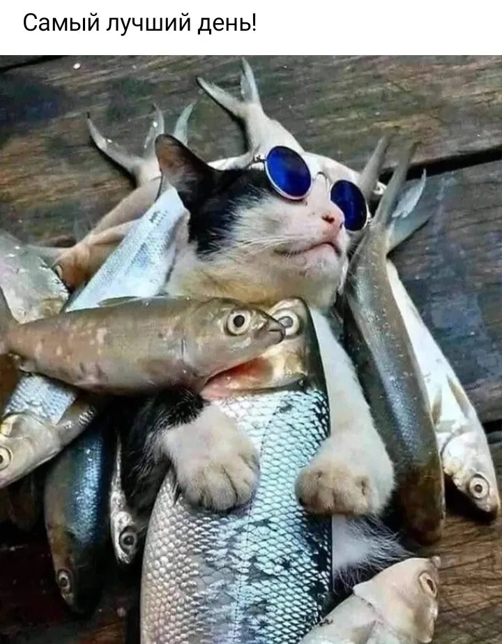 Кошичкина полиция