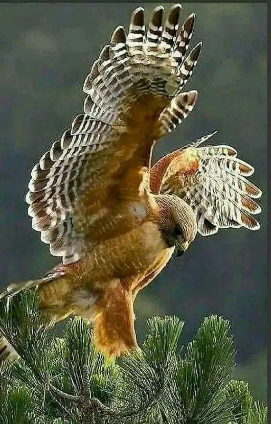 Эти забавные животные