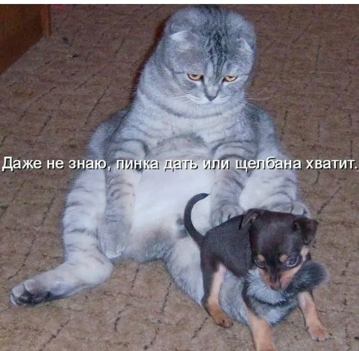 Кошичкина полиция