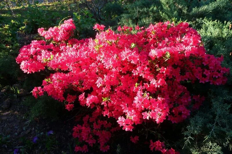 Чайная беседка