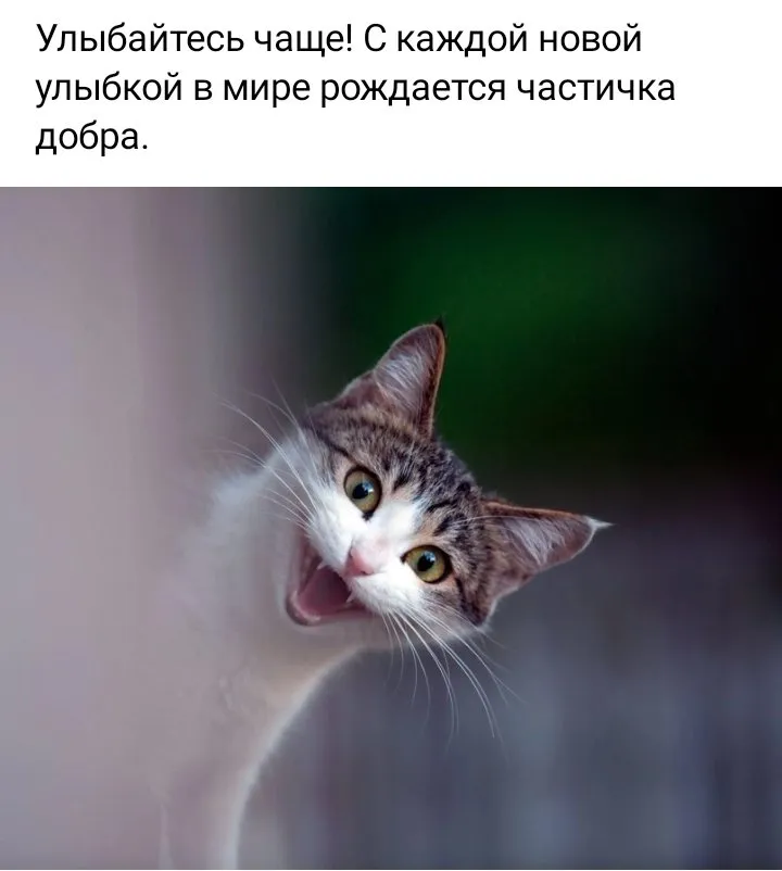 Кафе «У пани Сони»