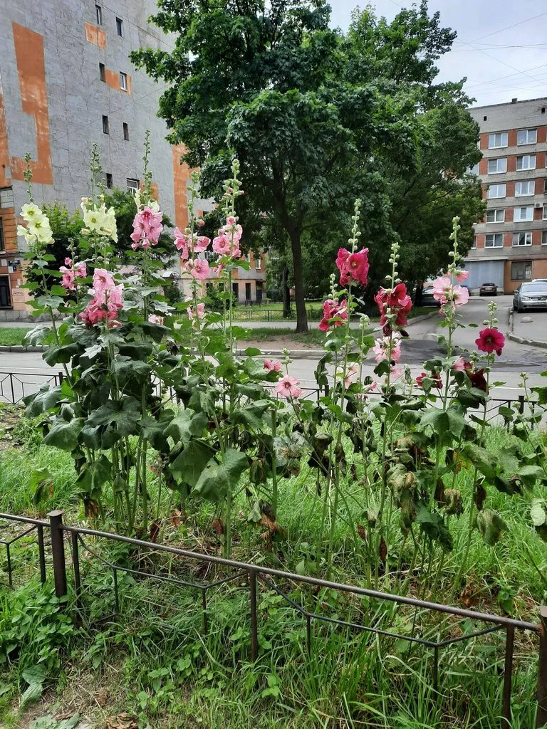 Tapтaлeтки & Ко