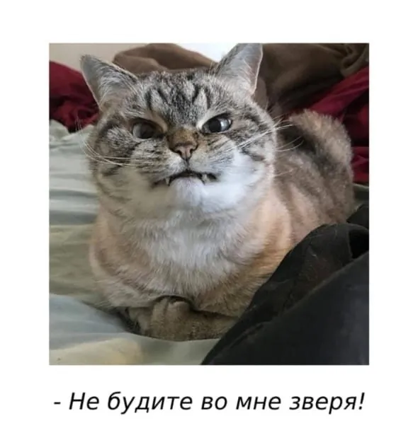 Кошичкина полиция