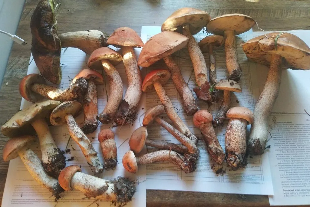 Кафе «У пани Сони»