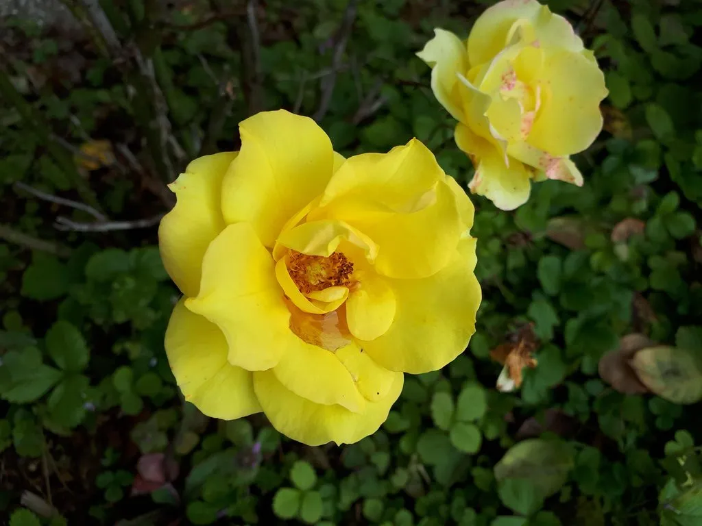 Чайная беседка