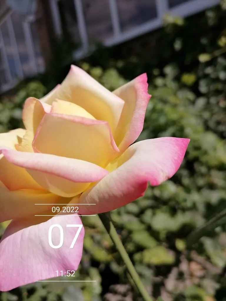 Чайная беседка