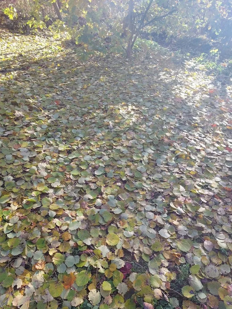 Флора
