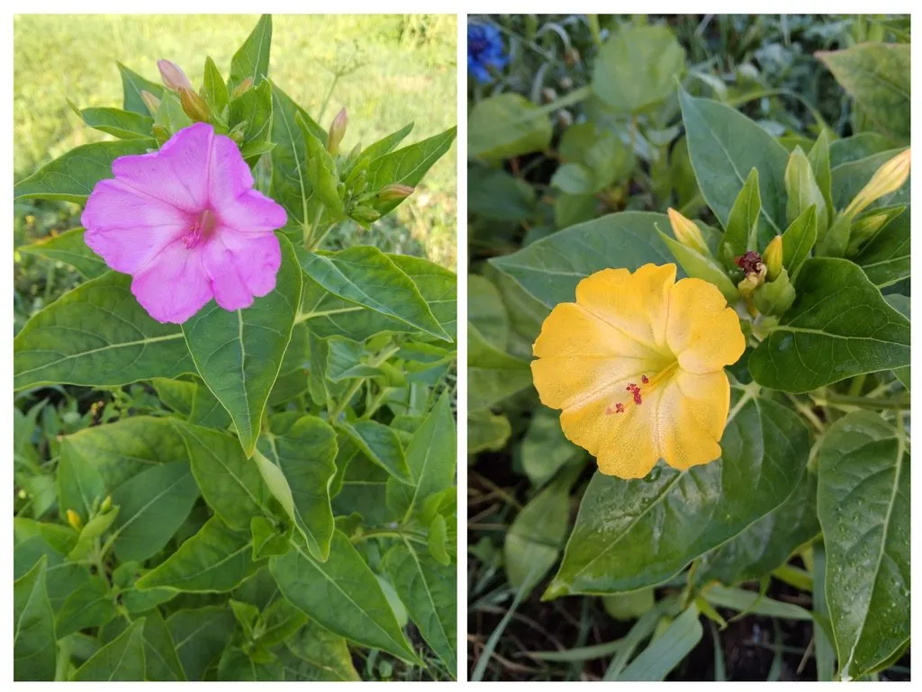 Чайная беседка