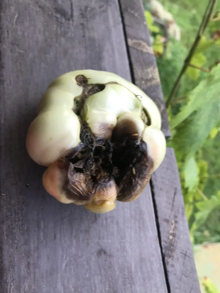 Чайная беседка