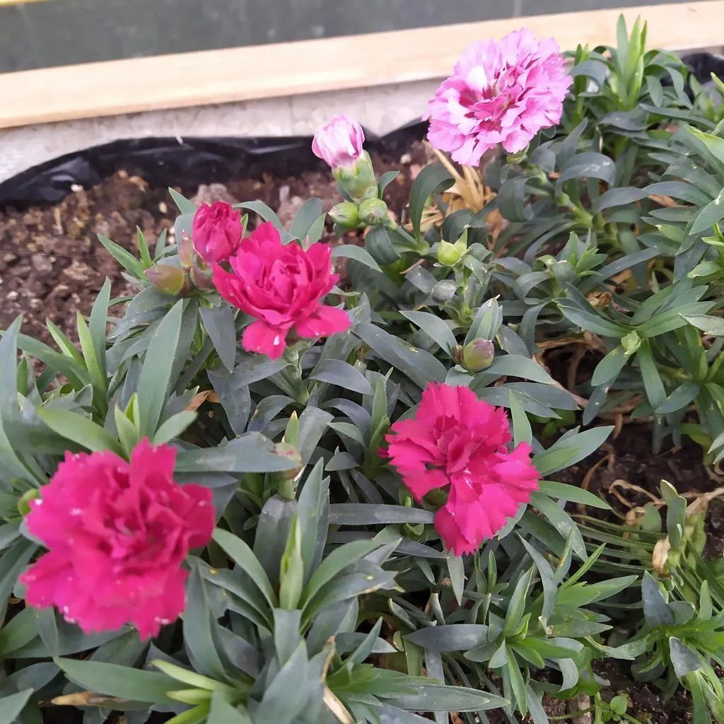 Чайная беседка