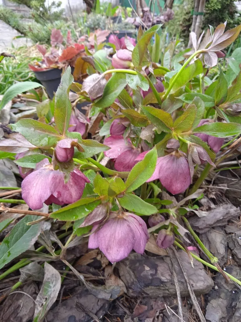 Чайная беседка