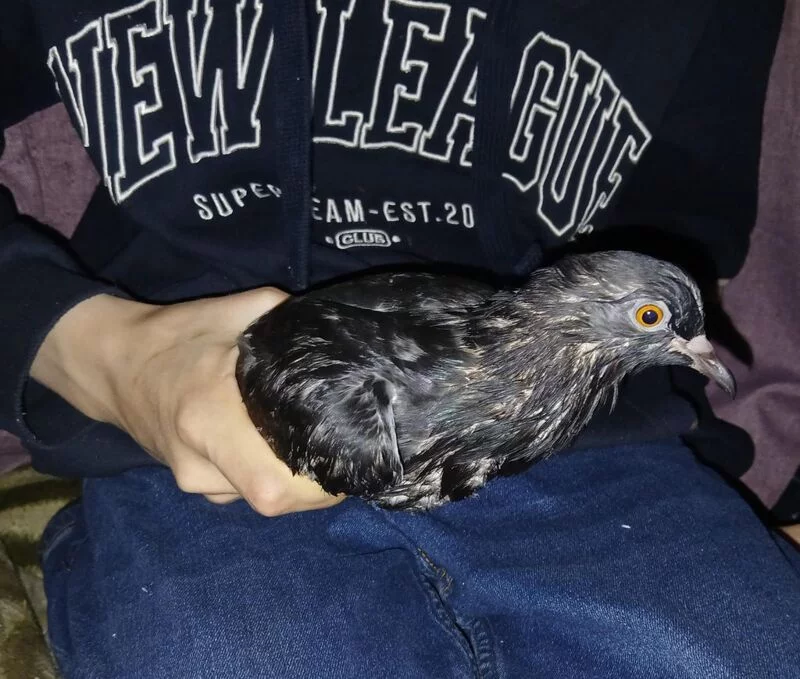 Чайная беседка