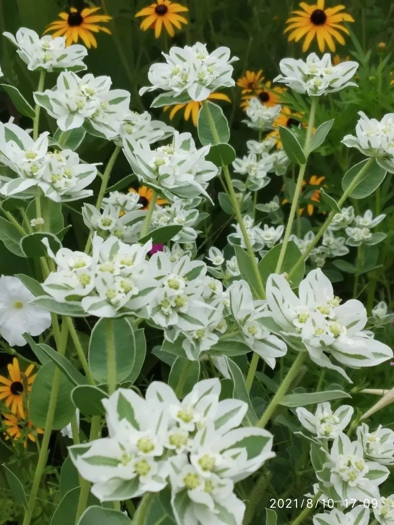 Tapтaлeтки & Ко