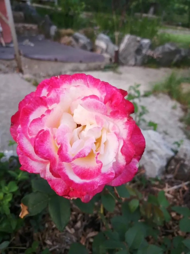 Чайная беседка