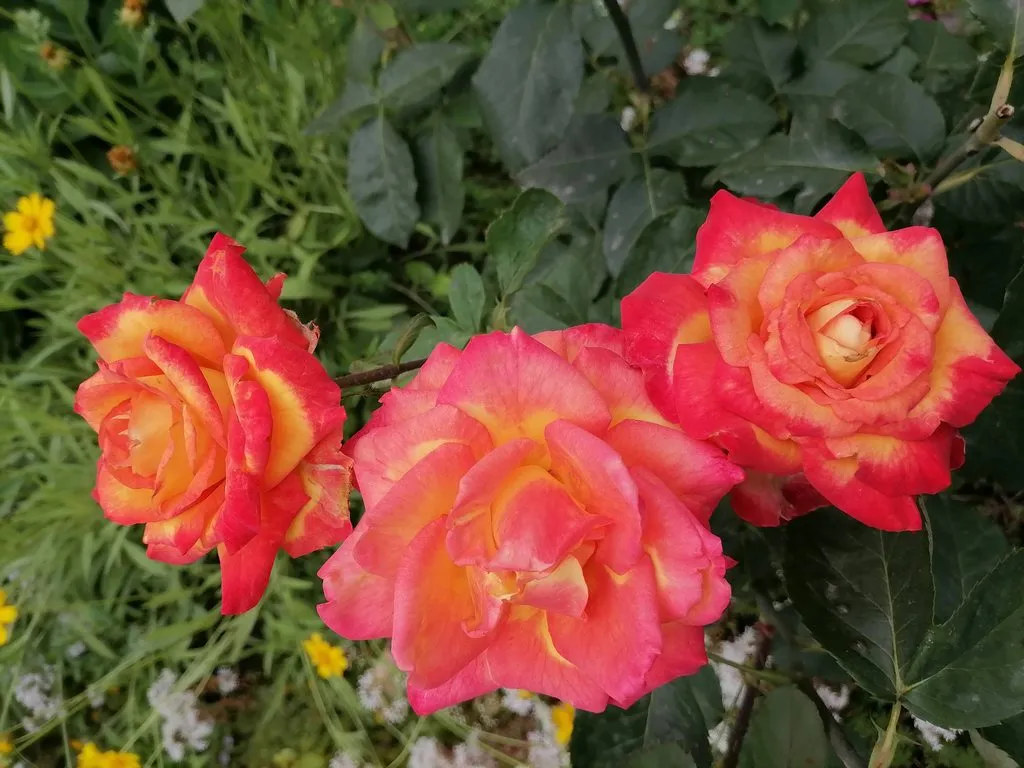 Чайная беседка