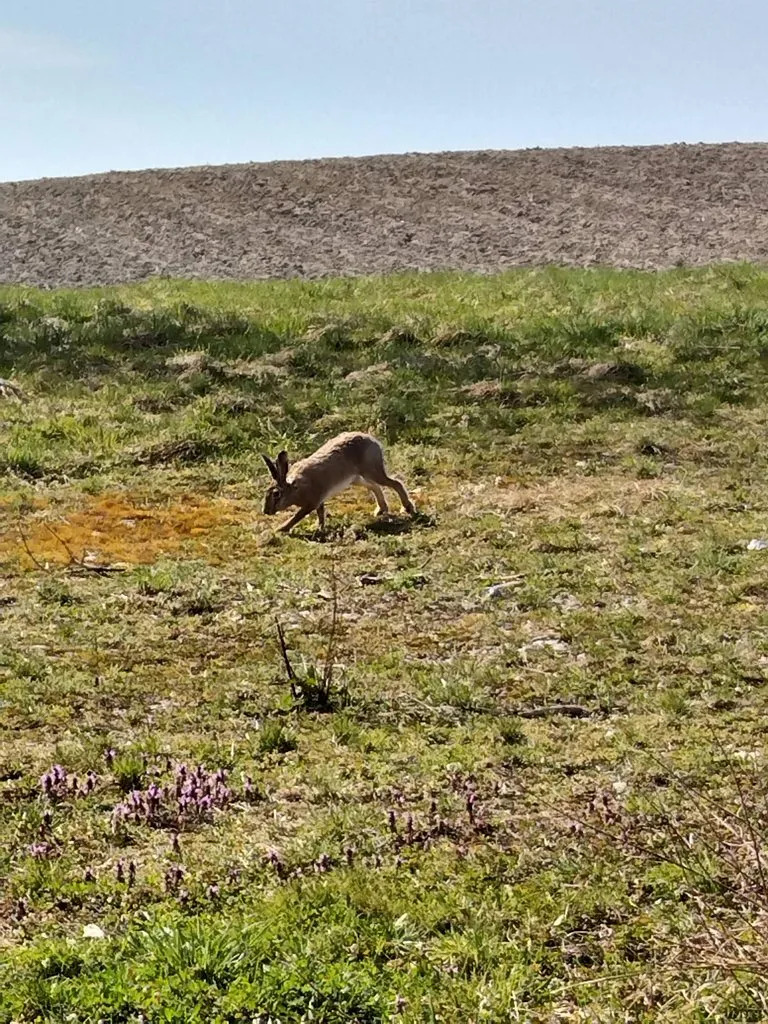 Чайная беседка