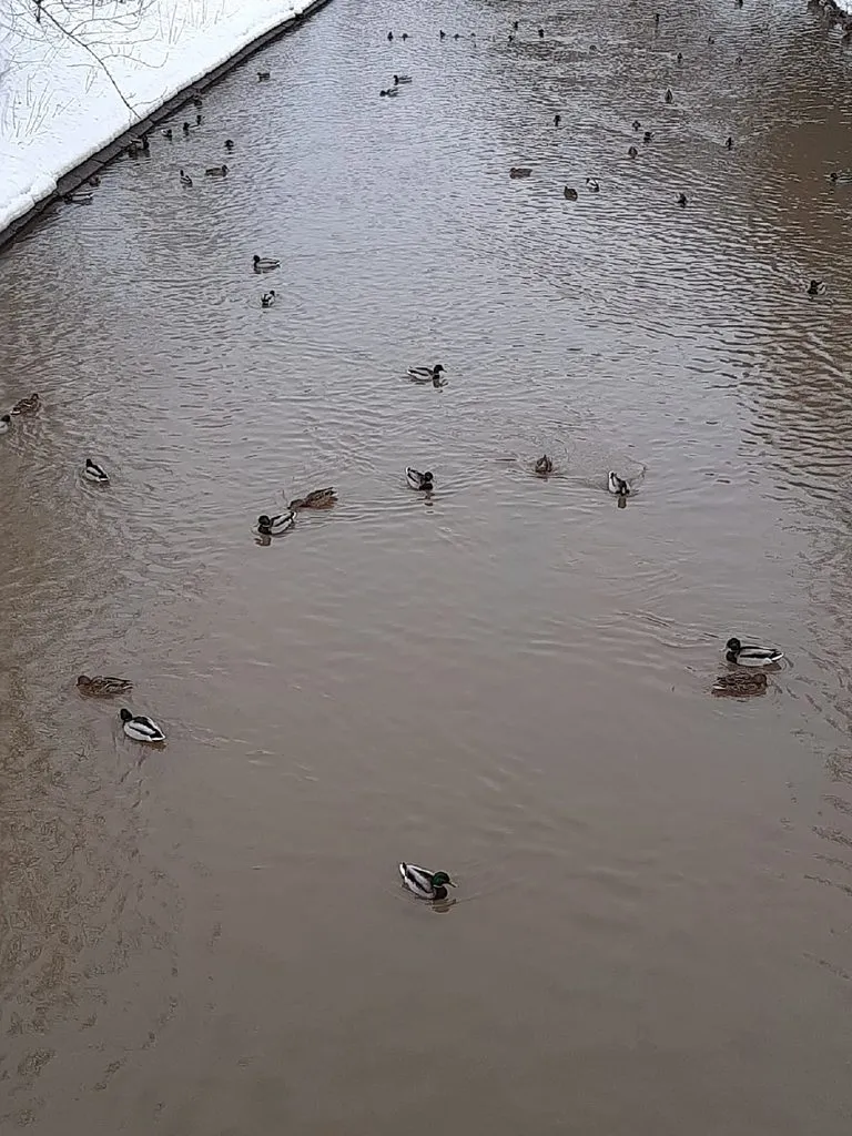 Кафе «У пани Сони»