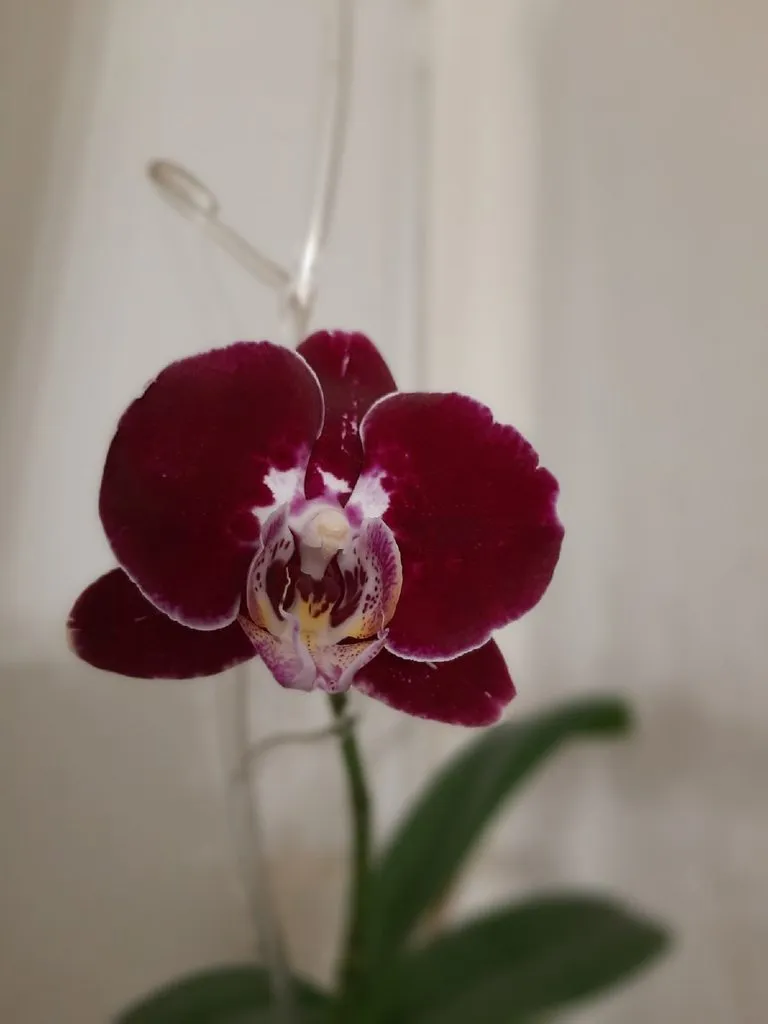 Кафе «У пани Сони»