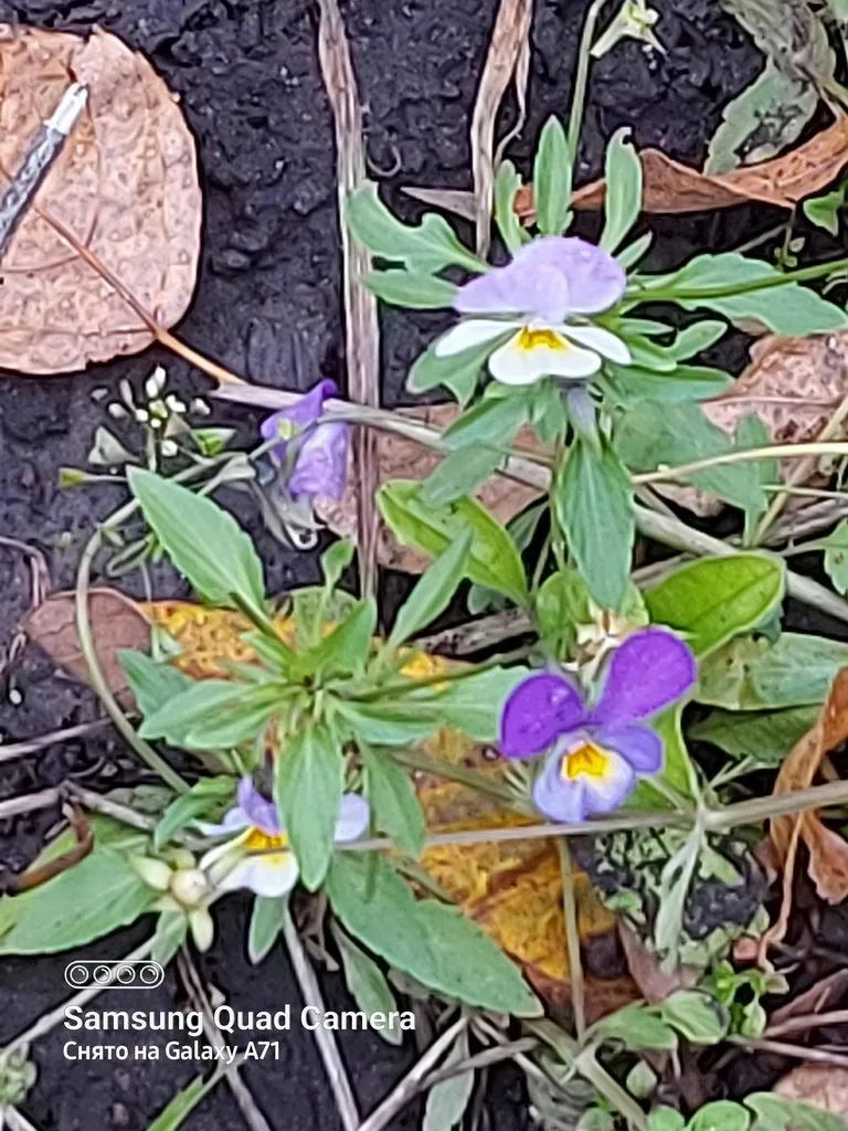 Tapтaлeтки & Ко