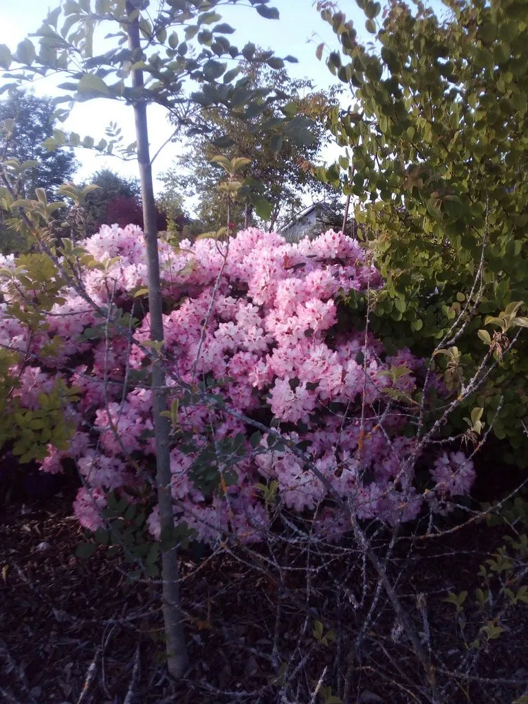 Чайная беседка