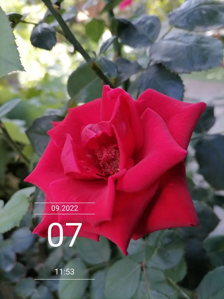 Чайная беседка