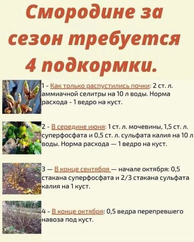 Садово-огородная  инфографика