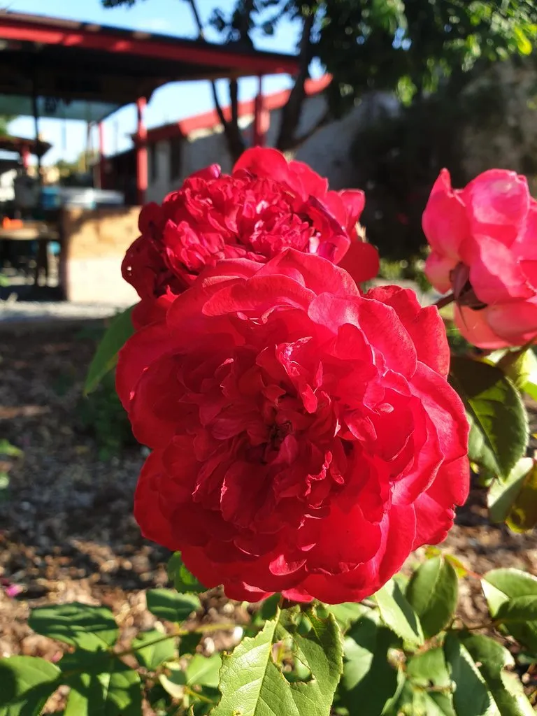 Чайная беседка