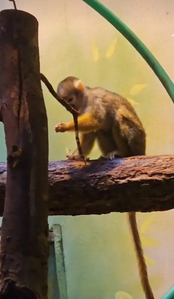 Чайная беседка