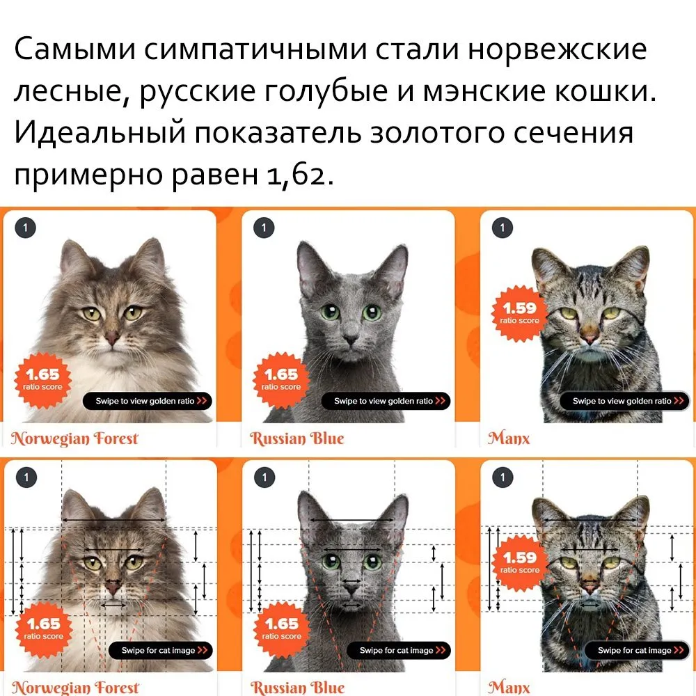 Кто сказал «Мяу»?