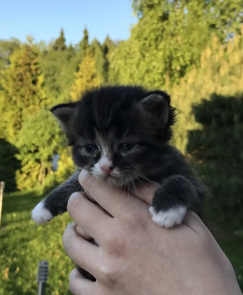 Помогите найти котятам дом!