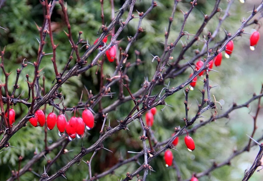 Чайная беседка