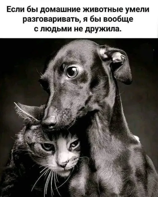 Человек собаке друг!!!