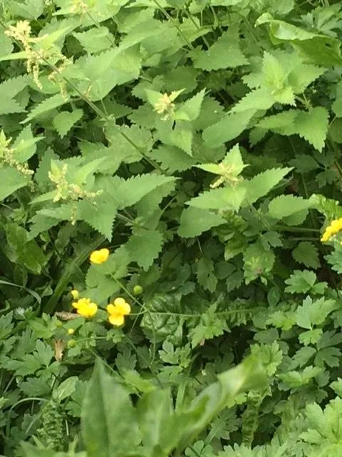 Чайная беседка