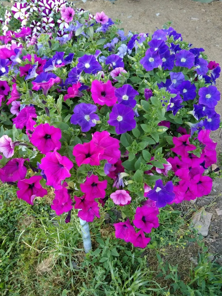 Чайная беседка