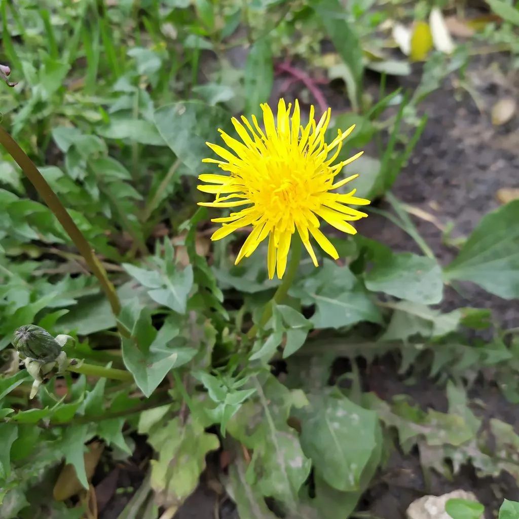 Чайная беседка