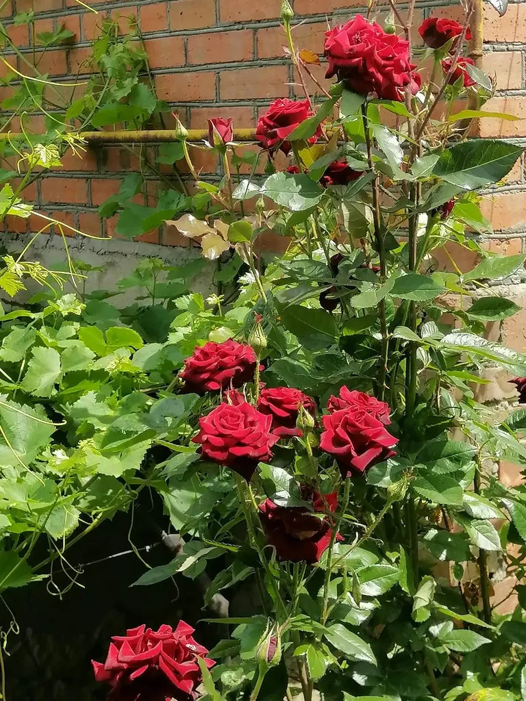 Чайная беседка