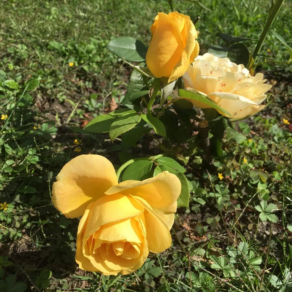 Чайная беседка