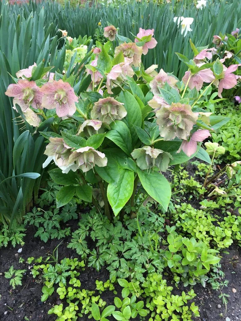 Чайная беседка