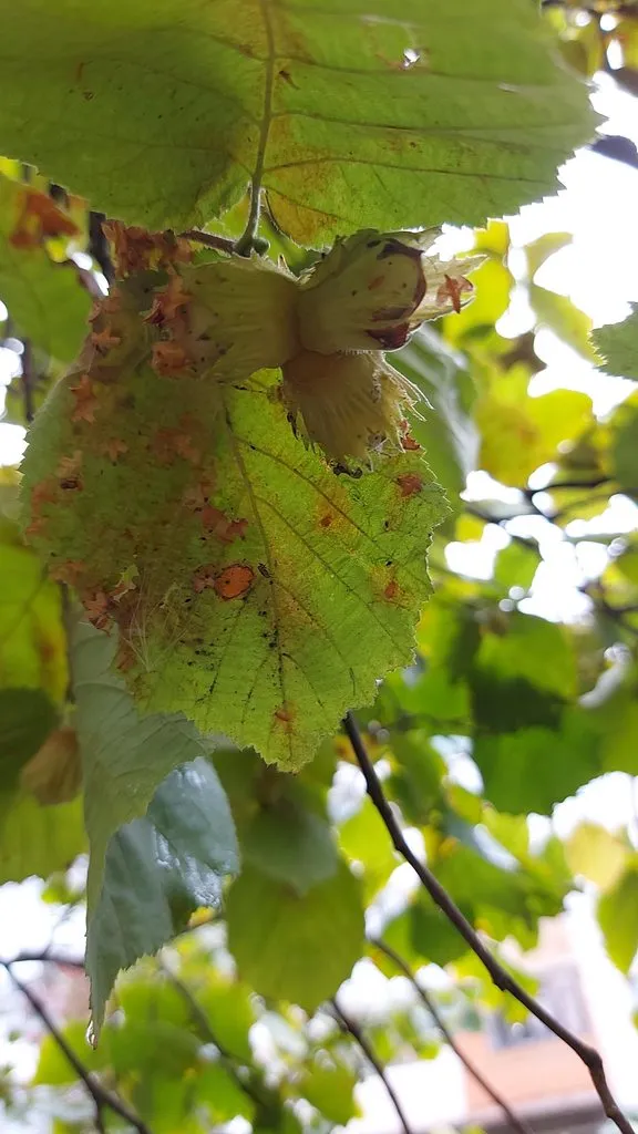 Чайная беседка