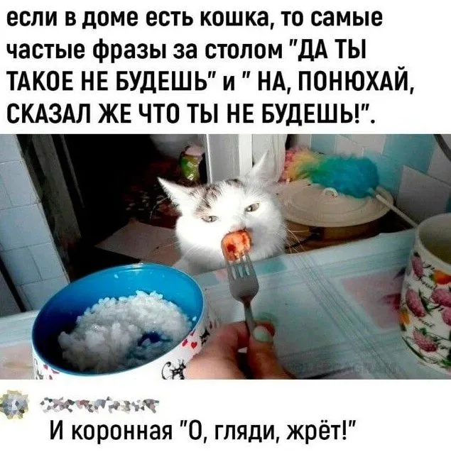 Кто сказал "Мяу"?