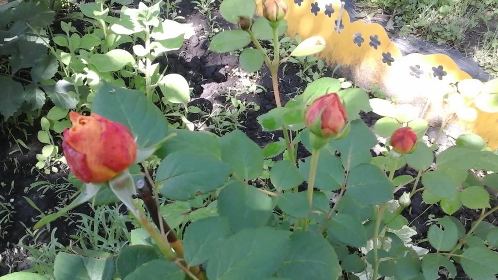 Чайная беседка