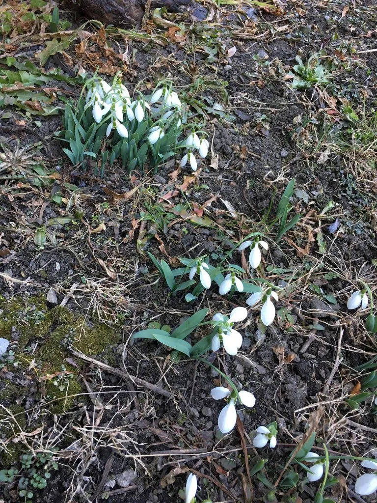 Чайная беседка